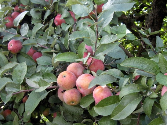 Apples ripening (Credit: Susan Barsy)